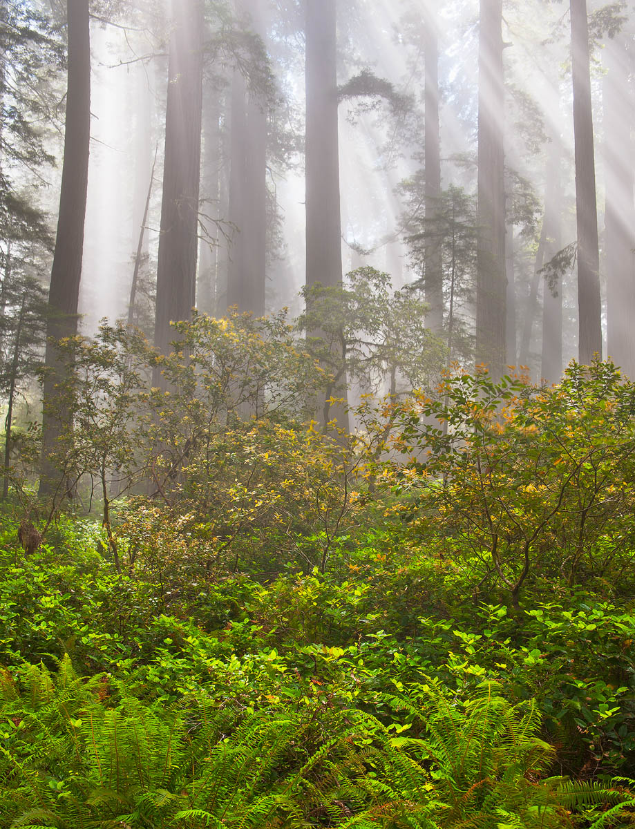 Giants in the Mist