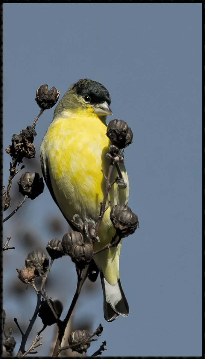 Lesser Goldfinch