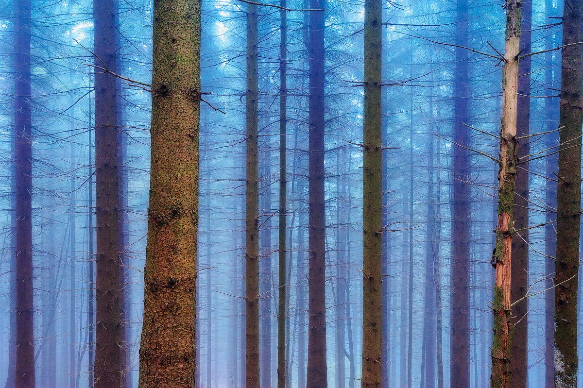 Nebelwald