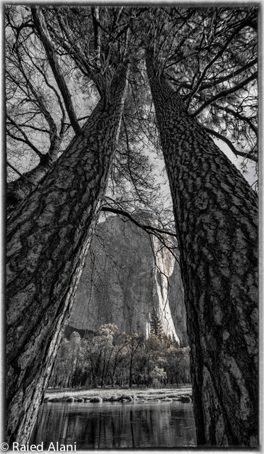 Hugging Trees