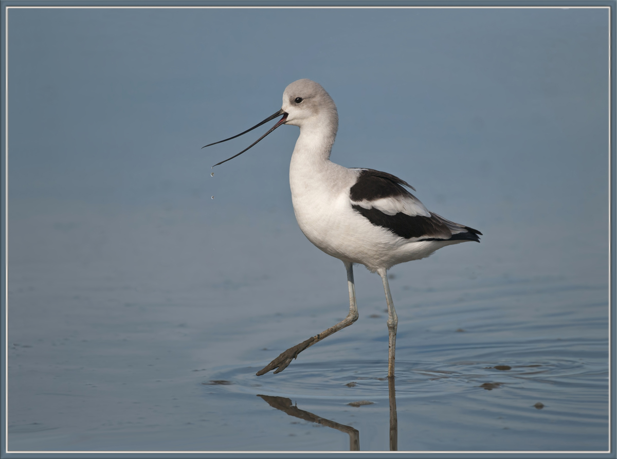 American  Avocet