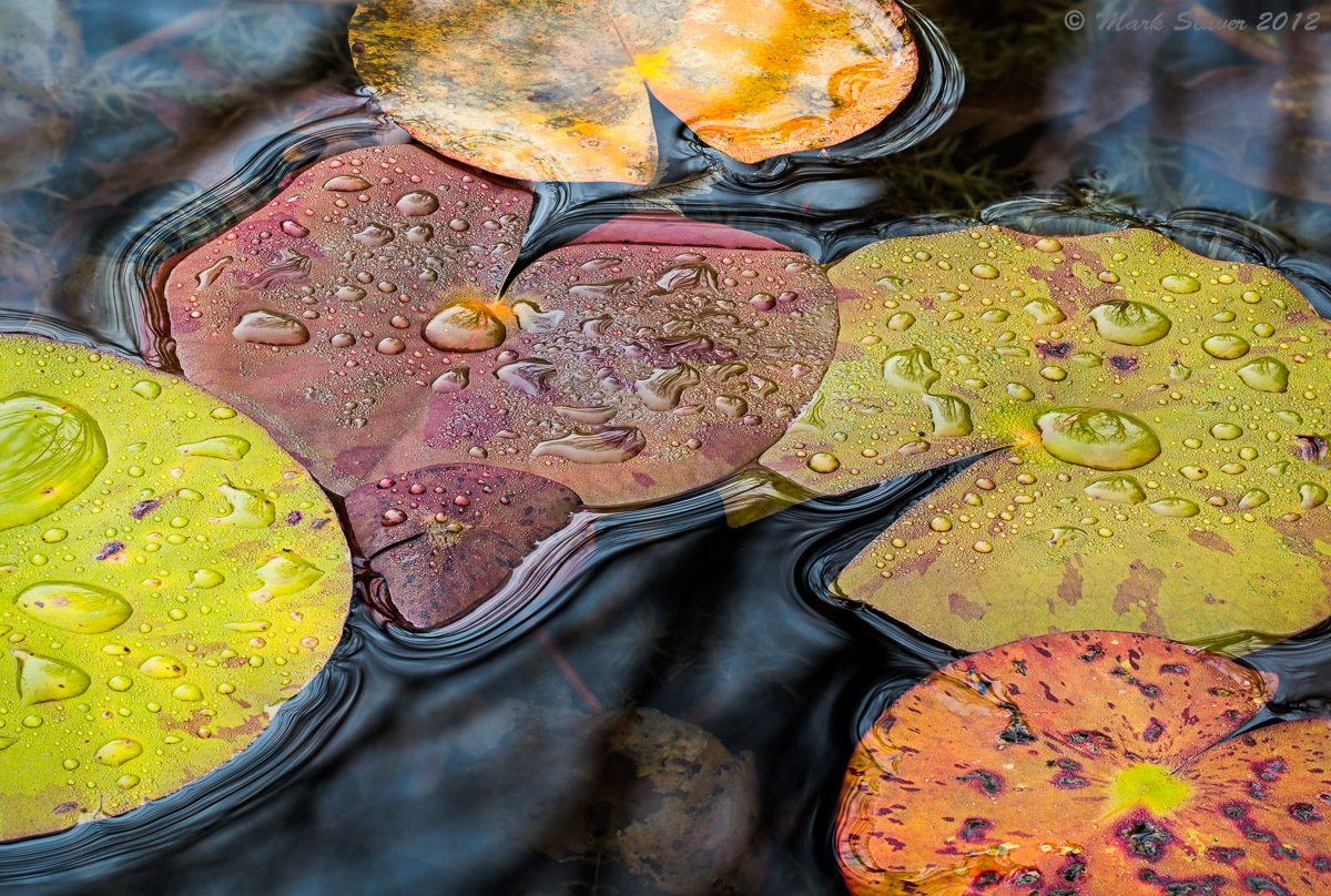 Rainyday Lilypads #3