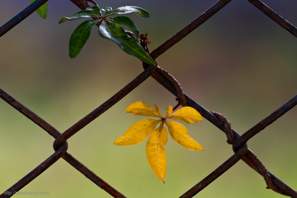 Fenced