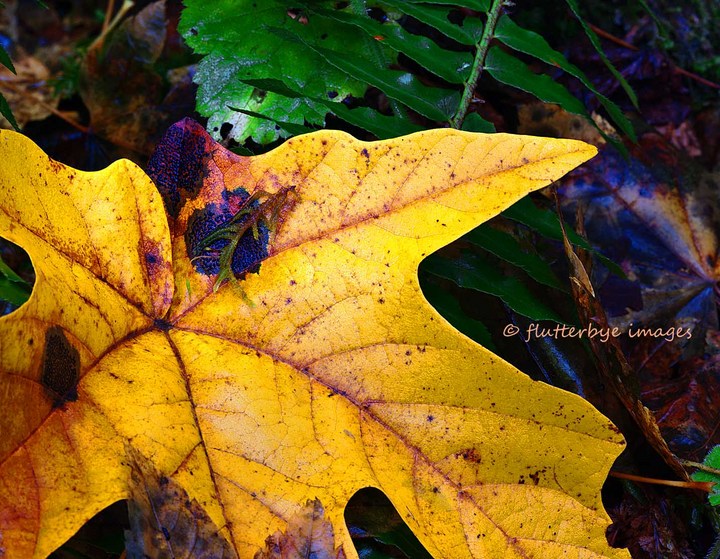 Big Leaf Maple