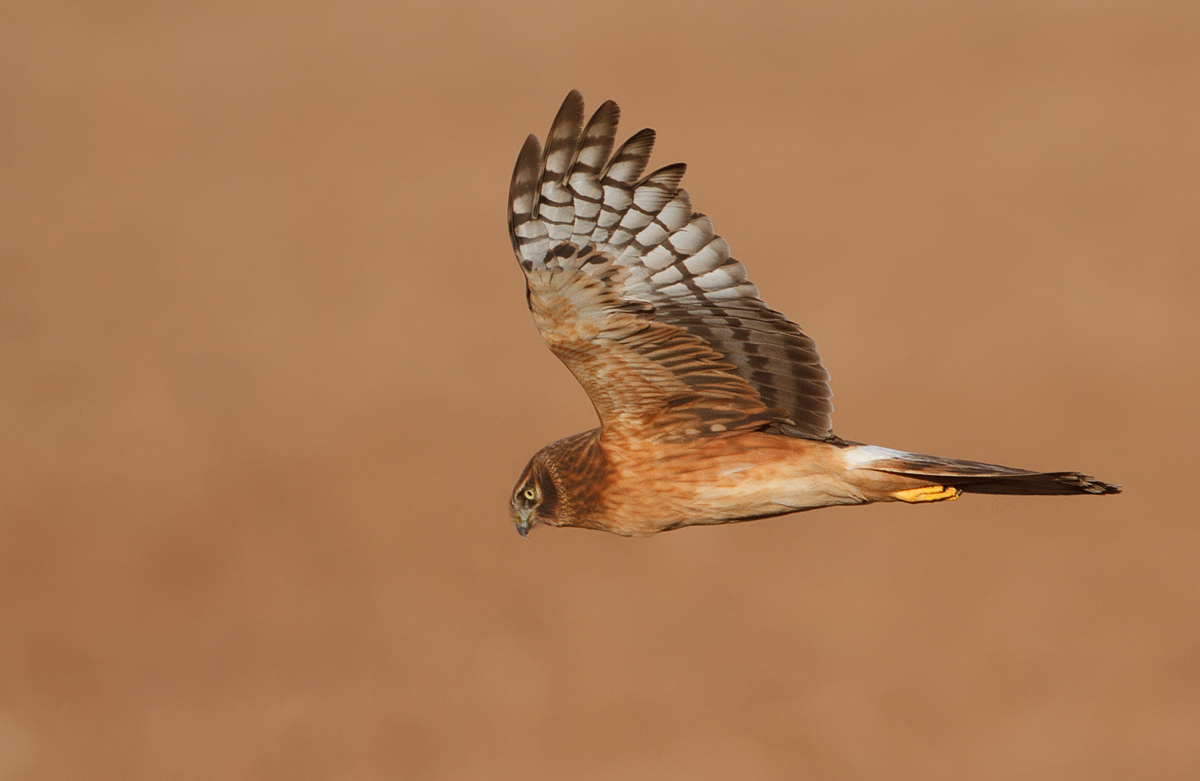 Harrier 394