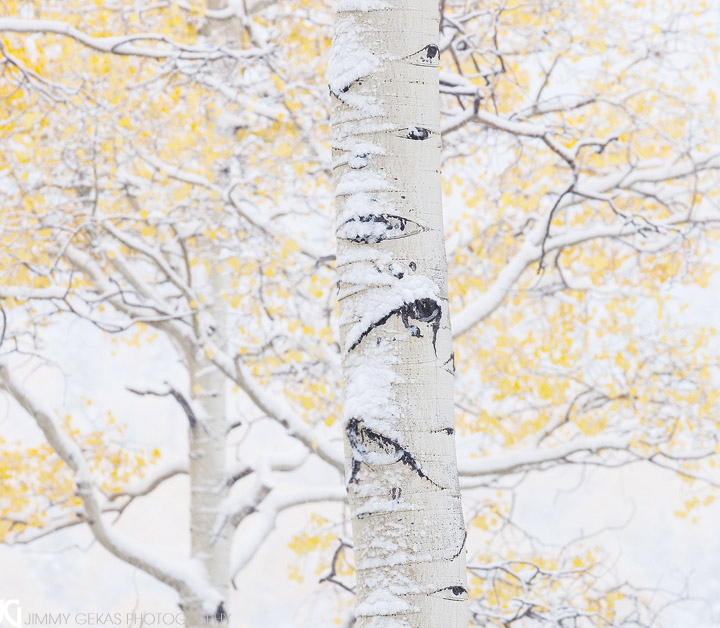 Aspen Tear