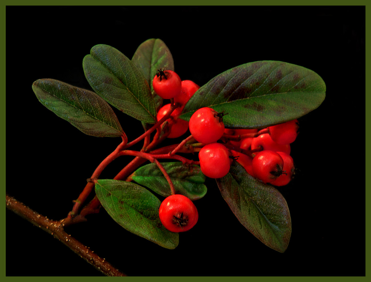 Berries and greens