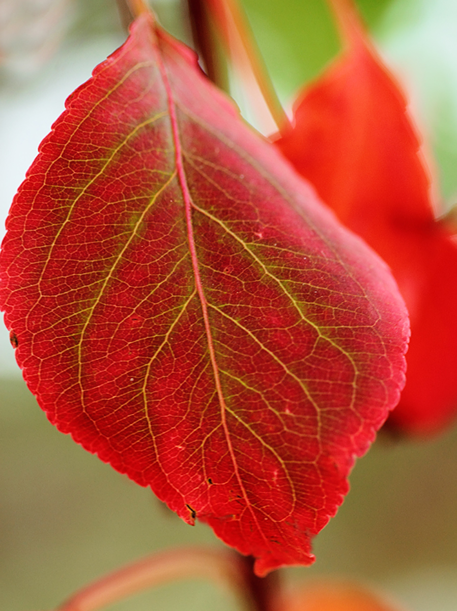 Red and green WC 565