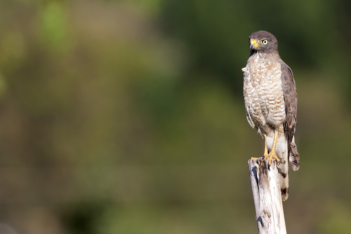 Rupornis magnirostris