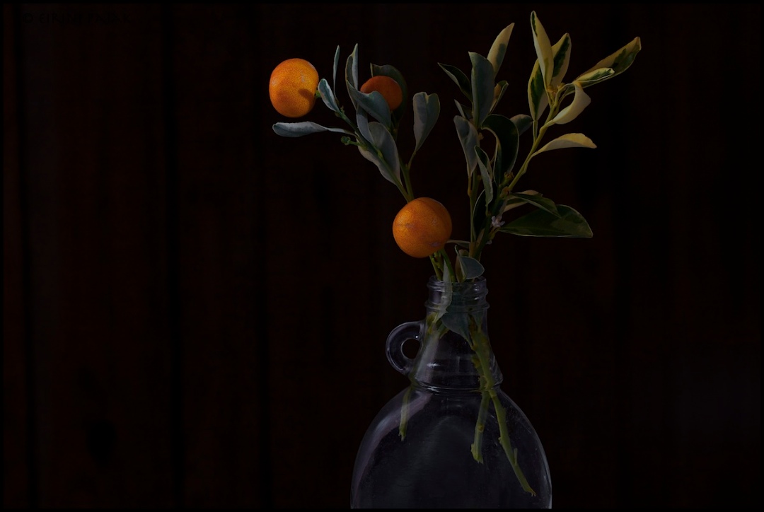 Citrus in Vase & Repost