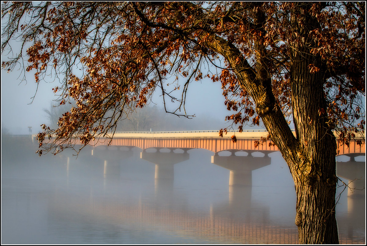 November Oak