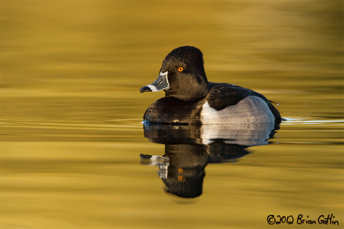Ring-necked Duck