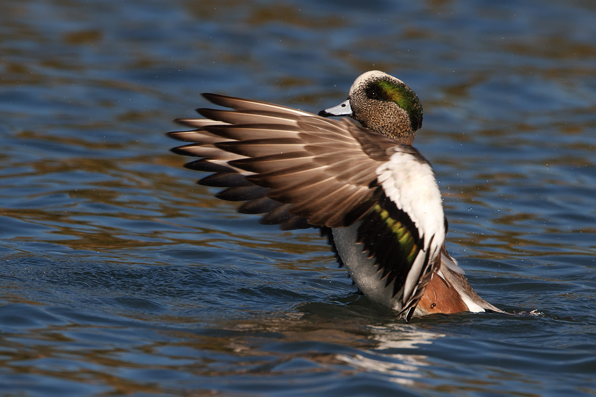 Wigeon