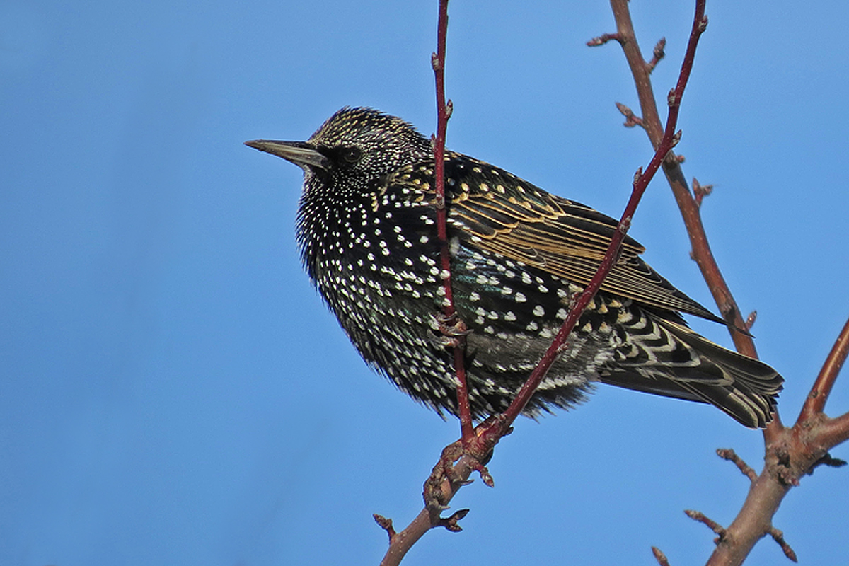 Starling