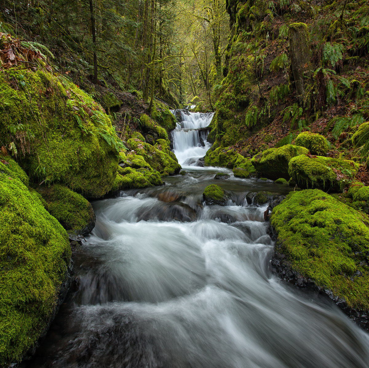 Gorton Creek
