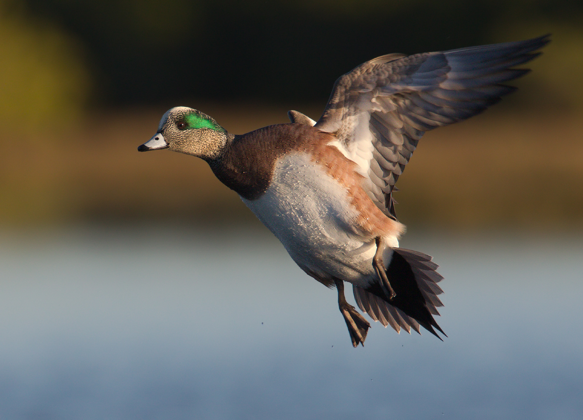 American Wigeon
