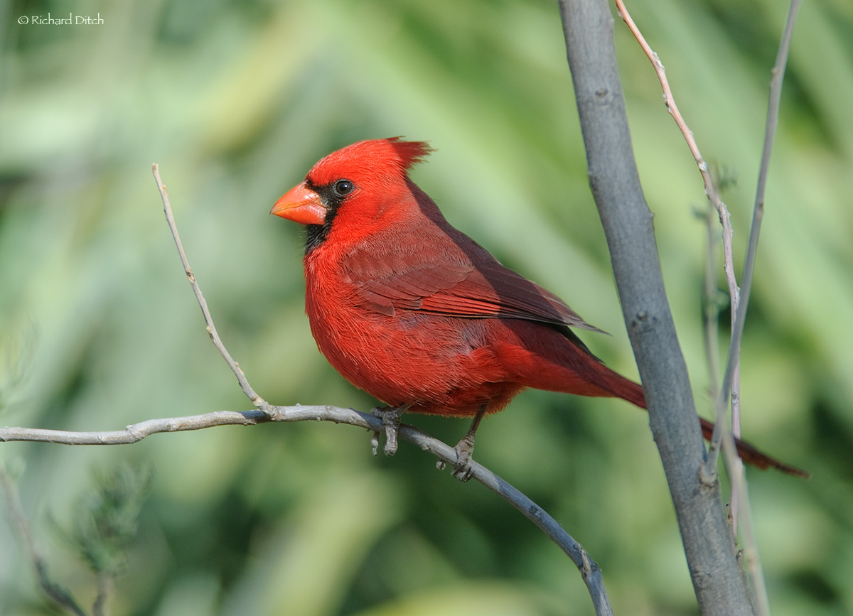 WC565 Northern Cardinal