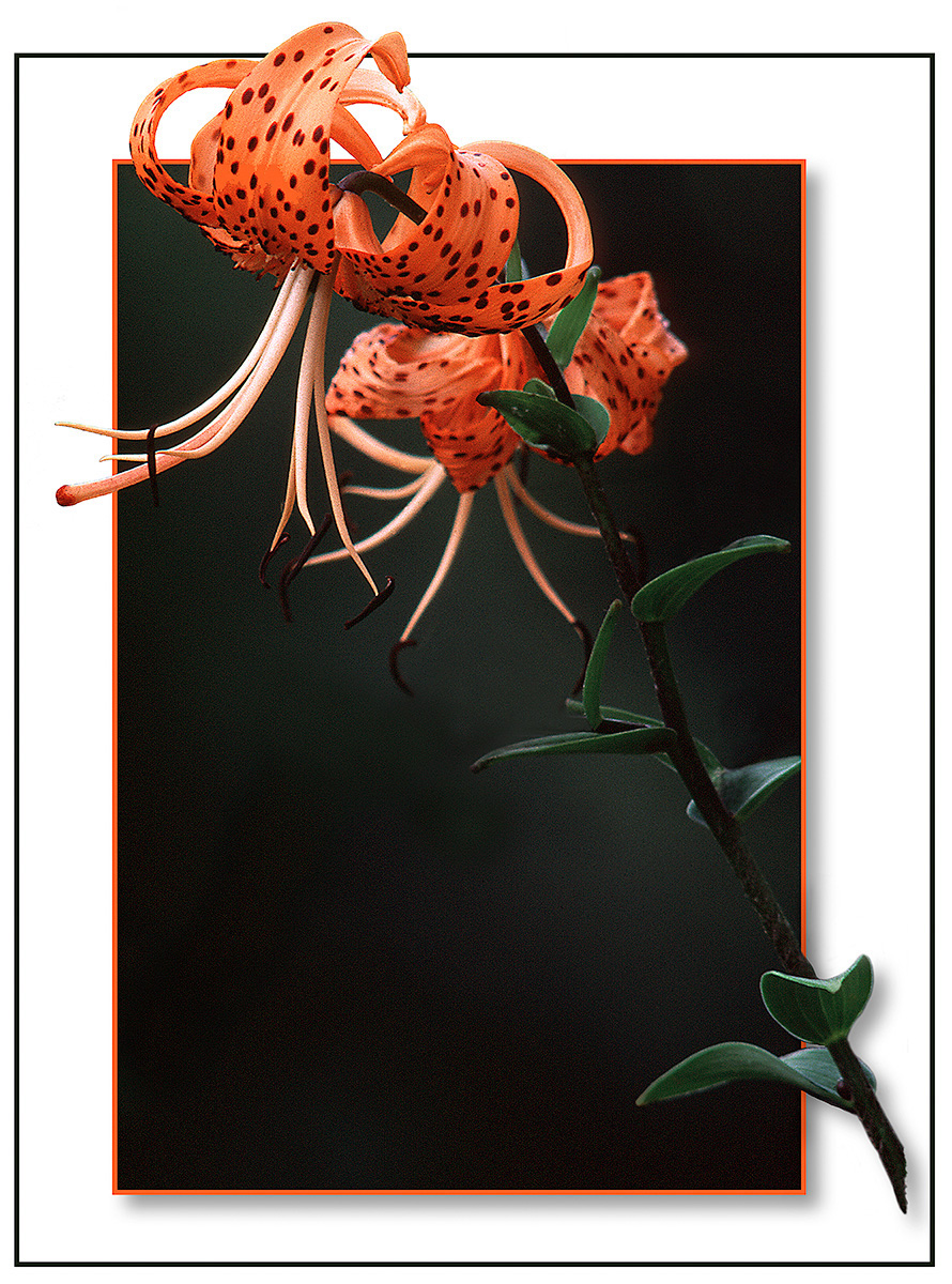 Tiger Lily (?)