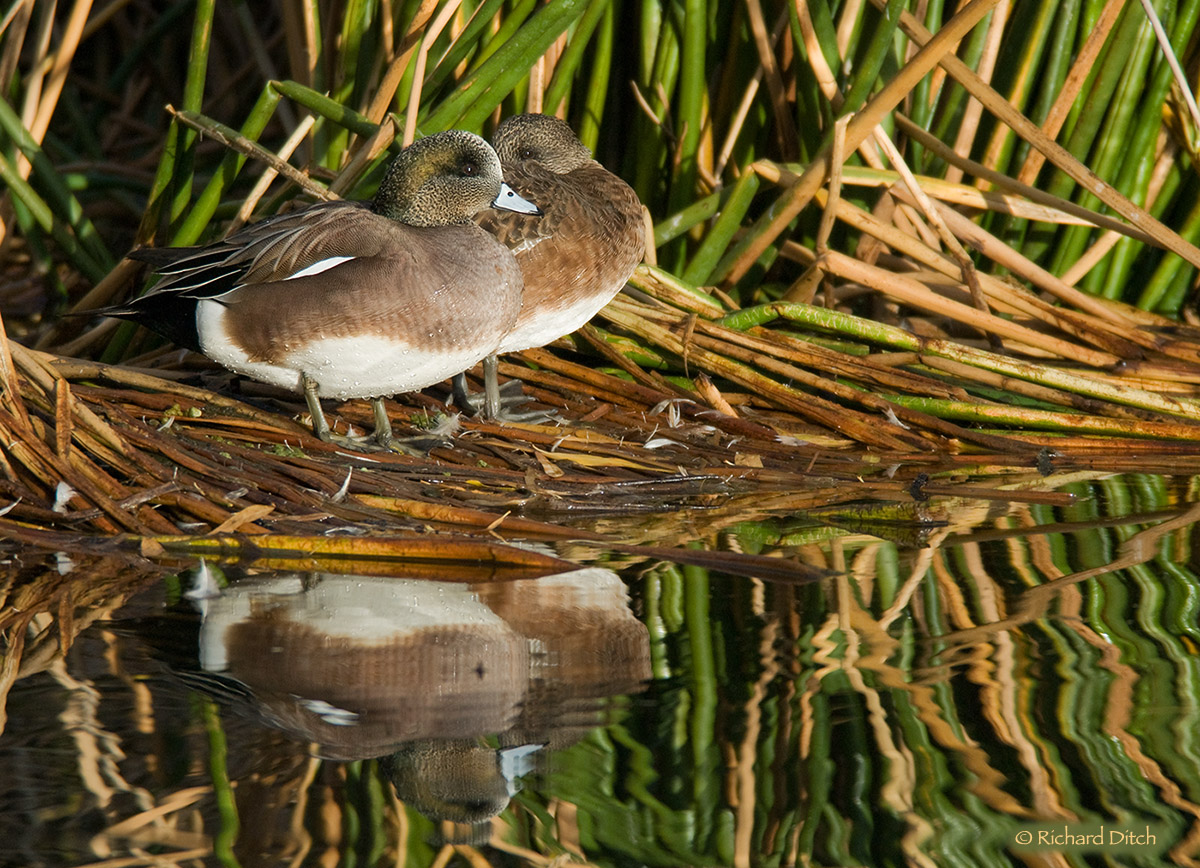 American Wigeon