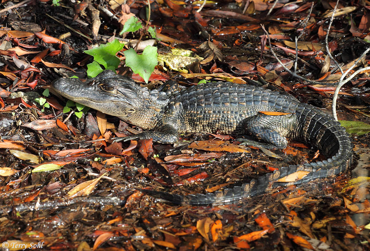 Baby Alligator