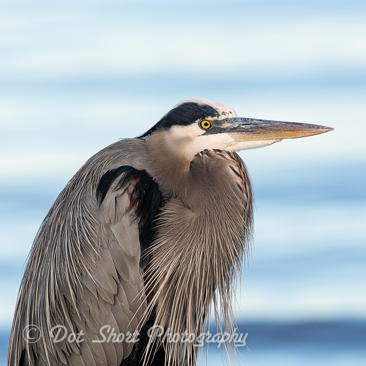 Great Blue Heron-Repost
