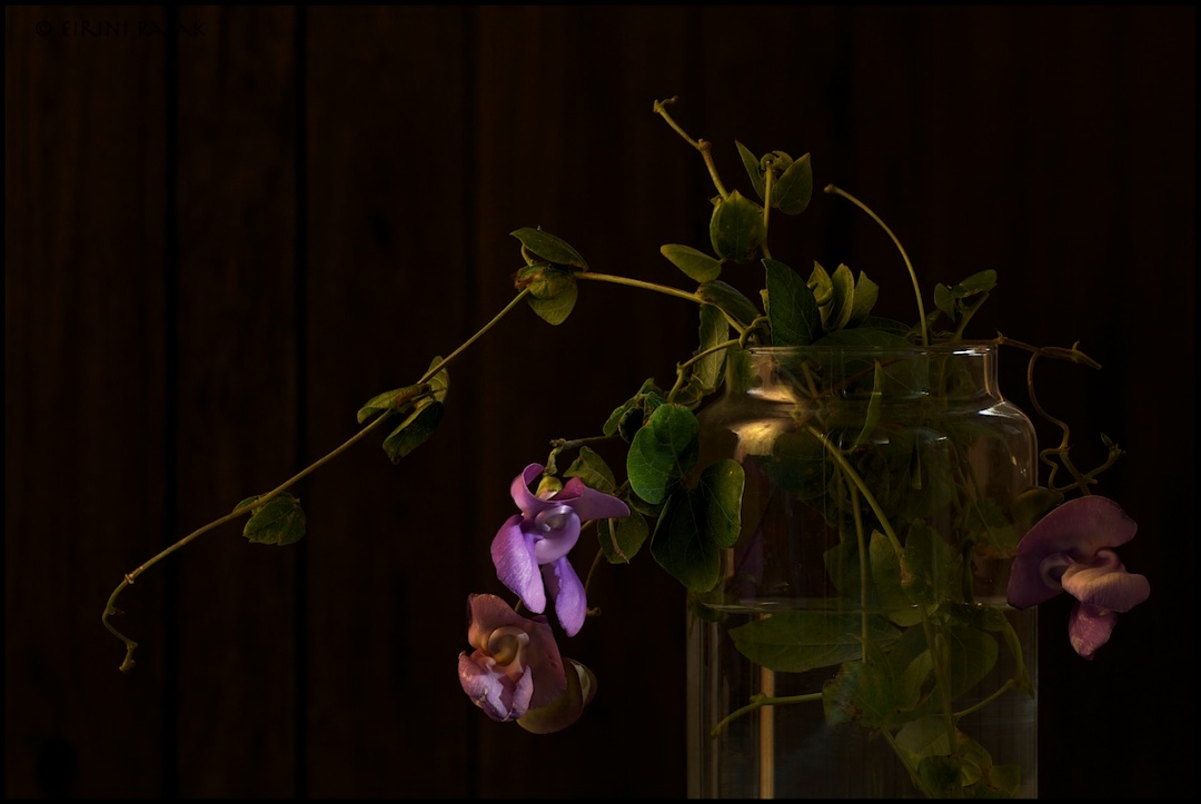 Snail Flower Vine