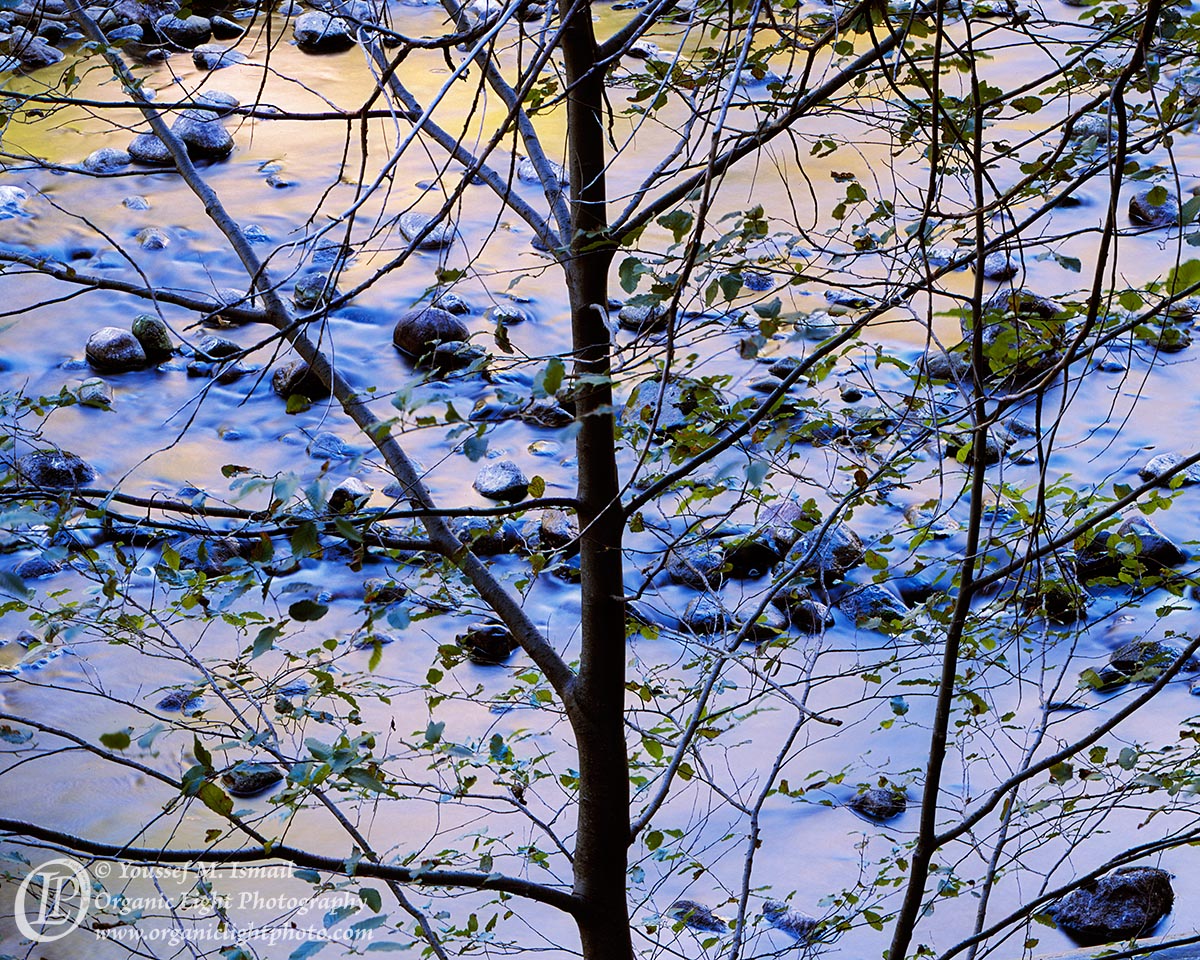 Alder and Light