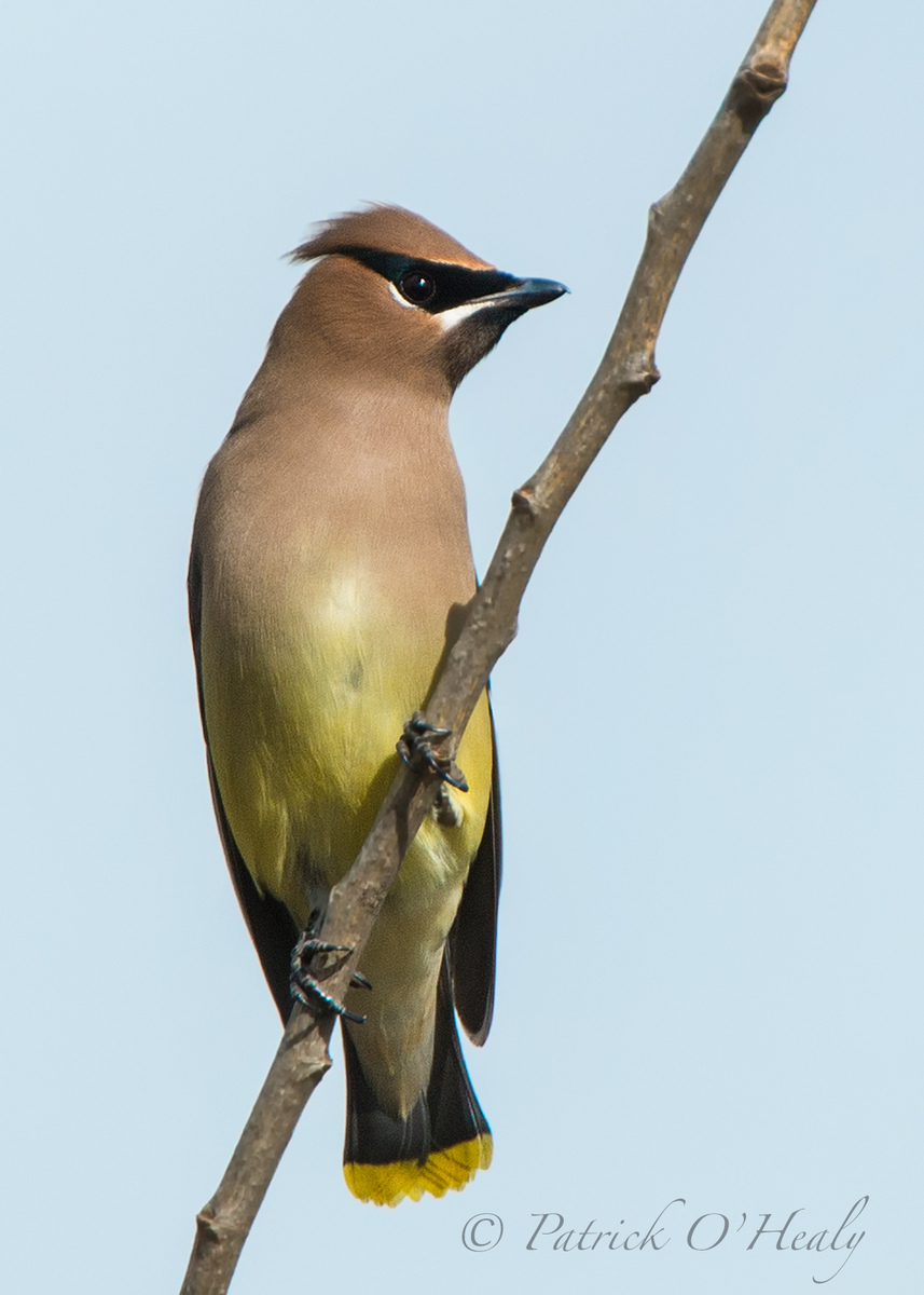 Cedar Waxwing