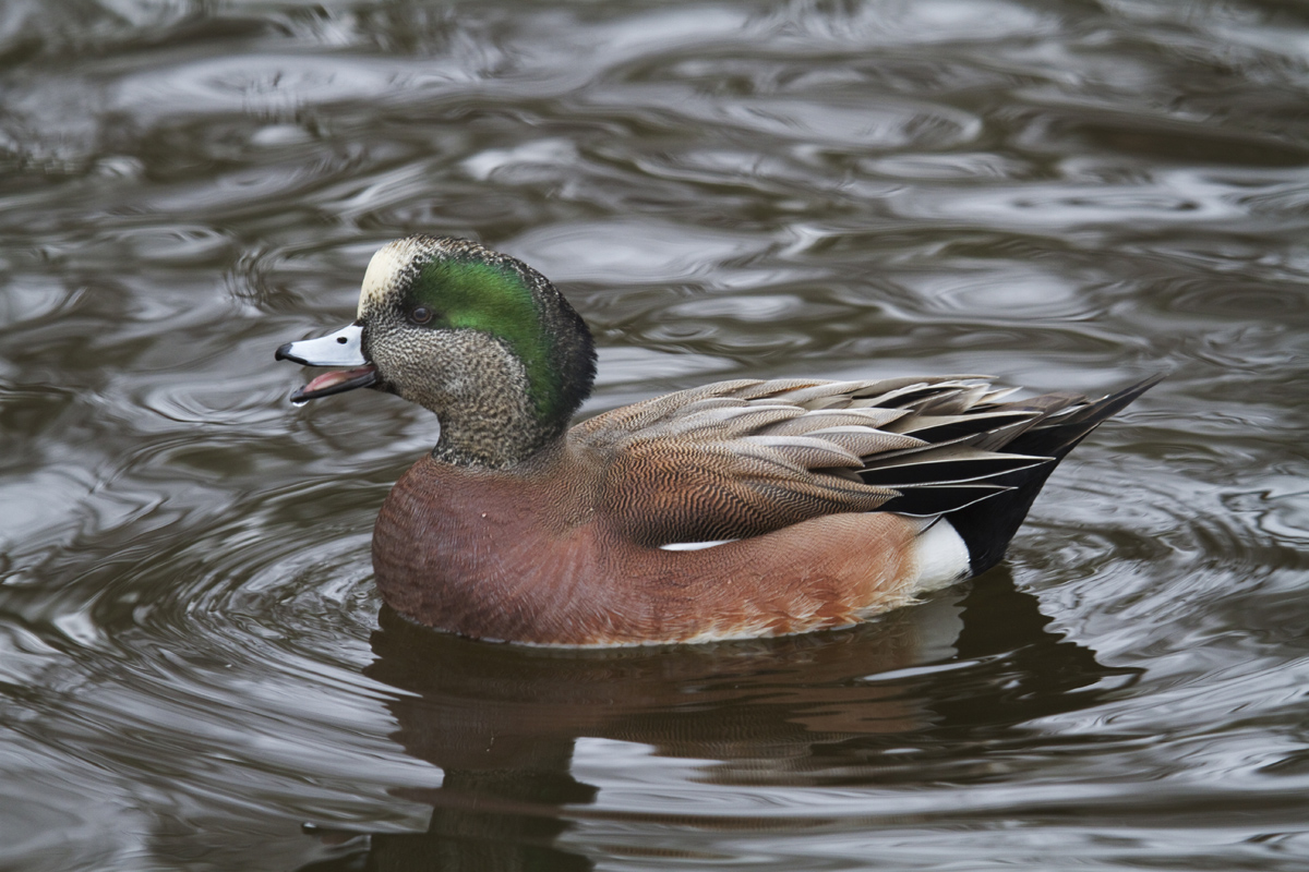 Texas Widgeon