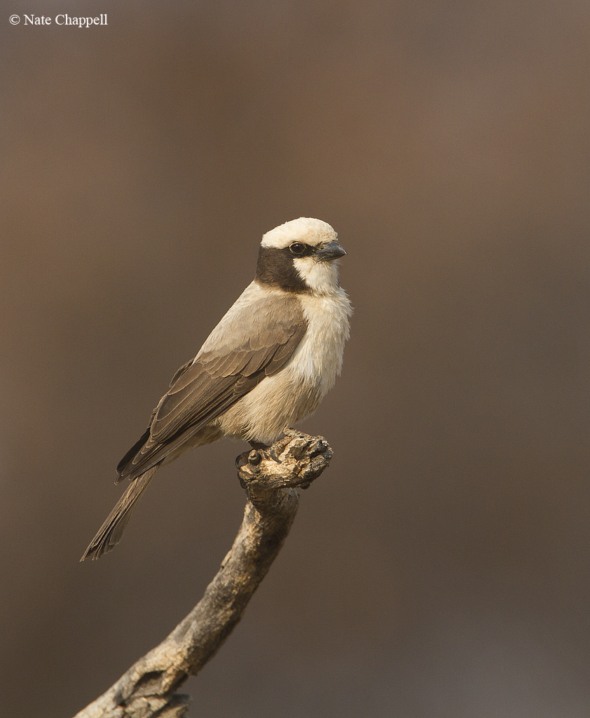 S. White-crowned Shrike
