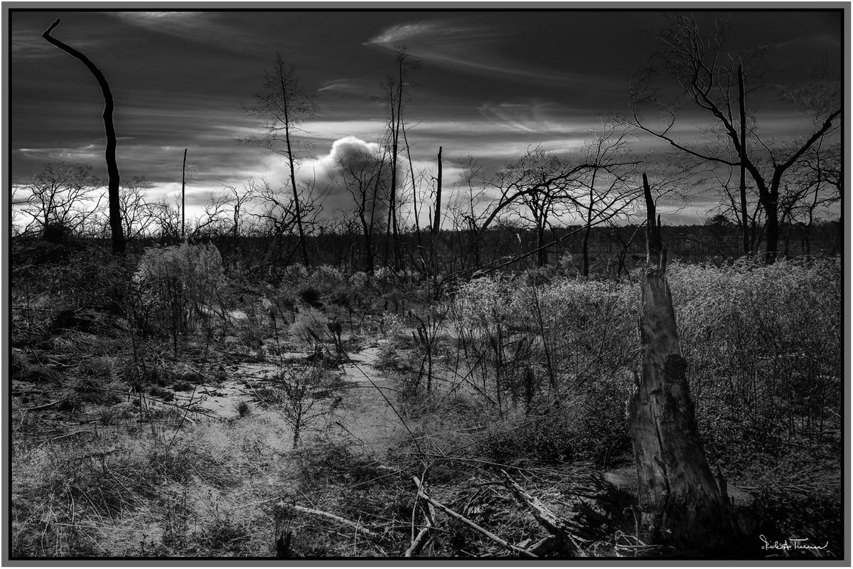 Another Wildfire