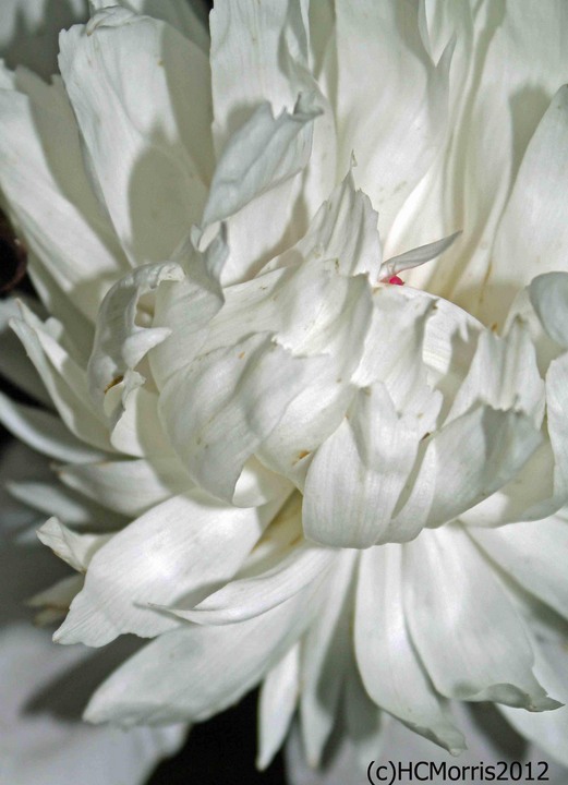 White Night Peonie