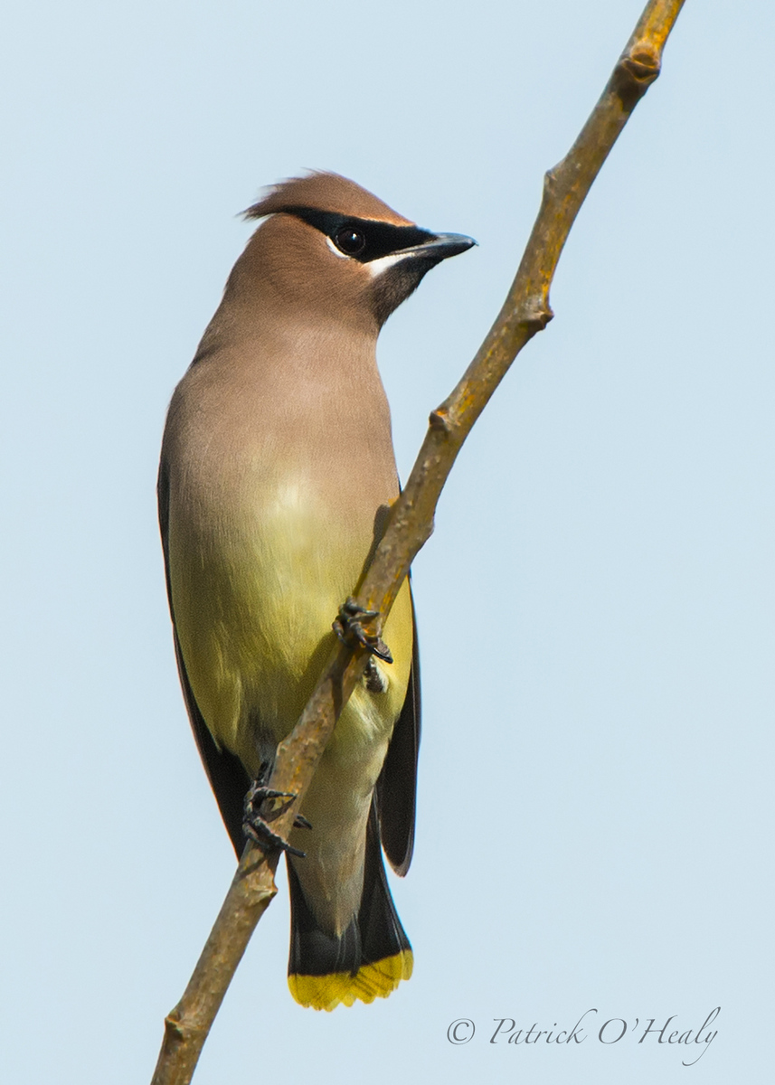 Cedar Waxwing Repost