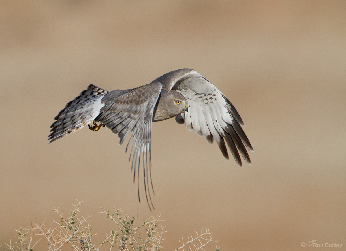 Northern Harrier