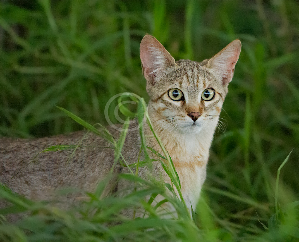ISO-51200