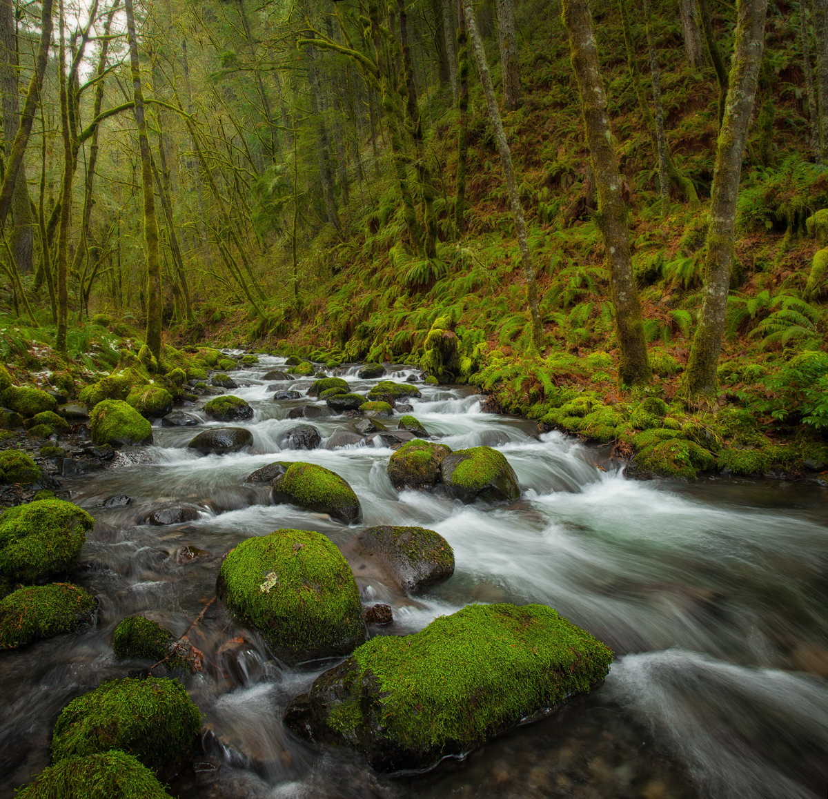 Gorton Creek Winter #2