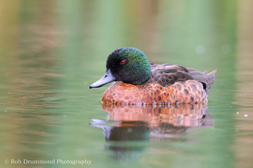 Chestnut Teal