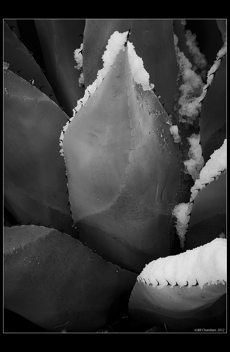 Succulent