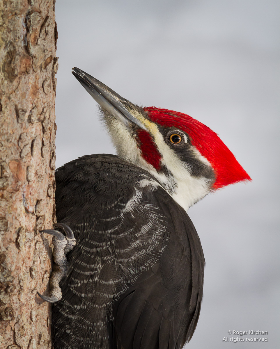 Pileated Woodpecker