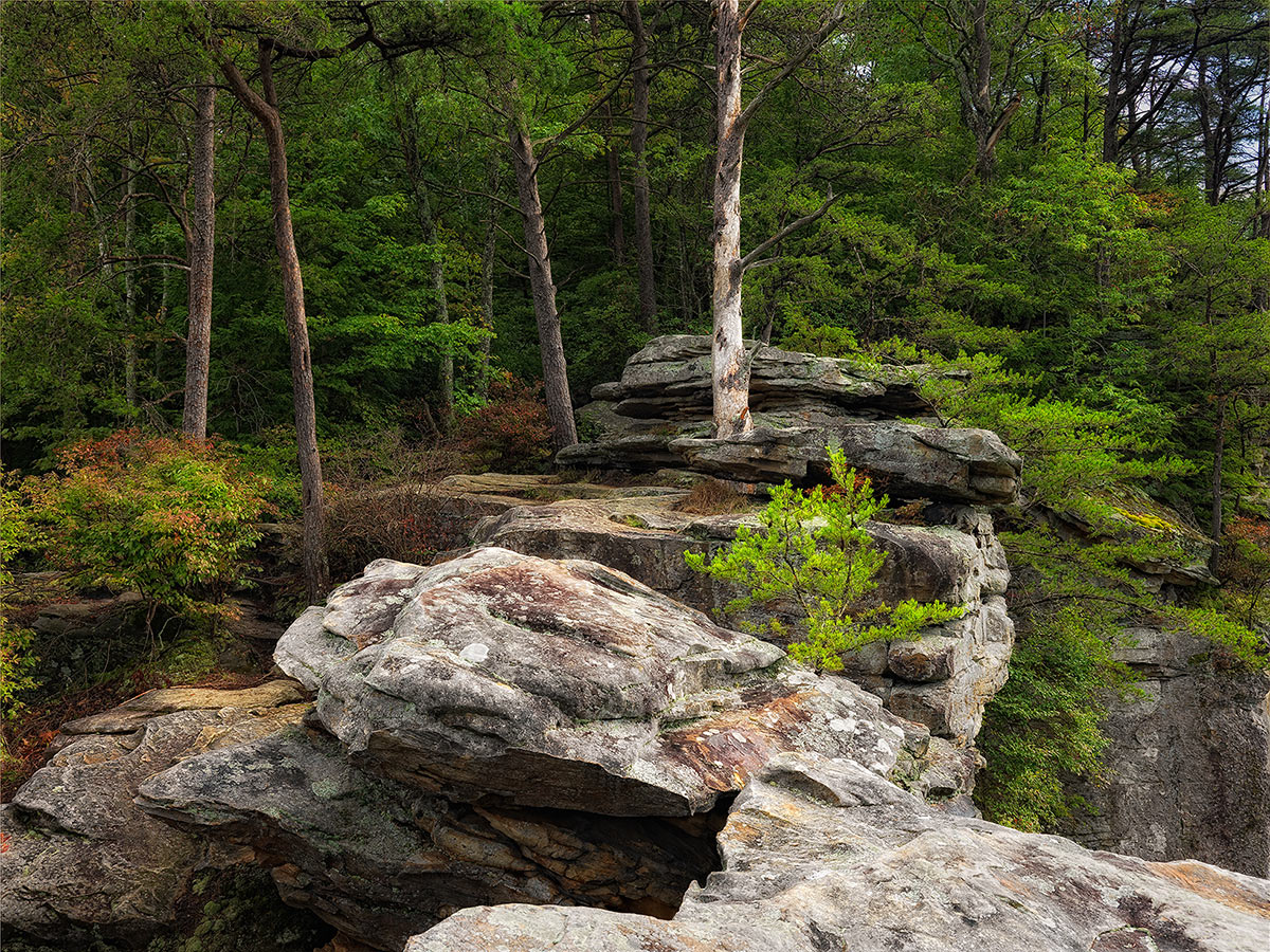 Buzzard's Roost