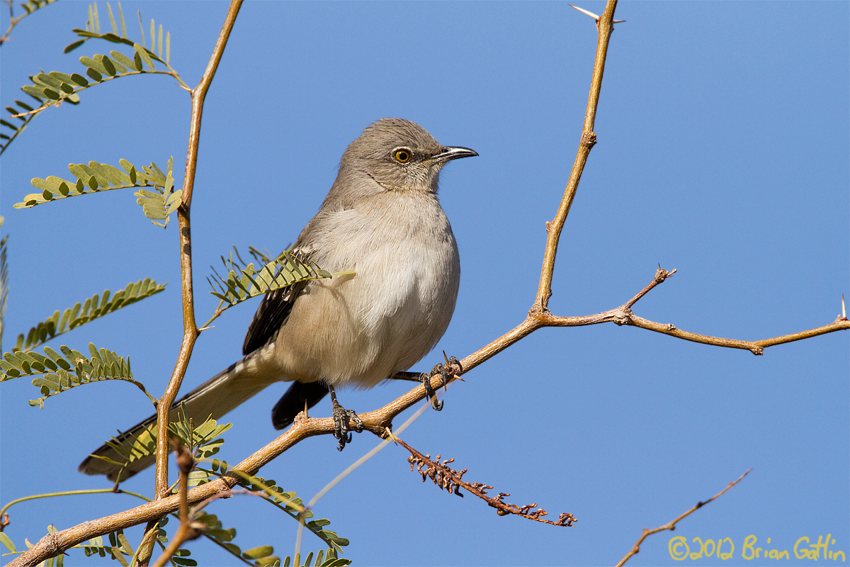 Northern Mockingbird