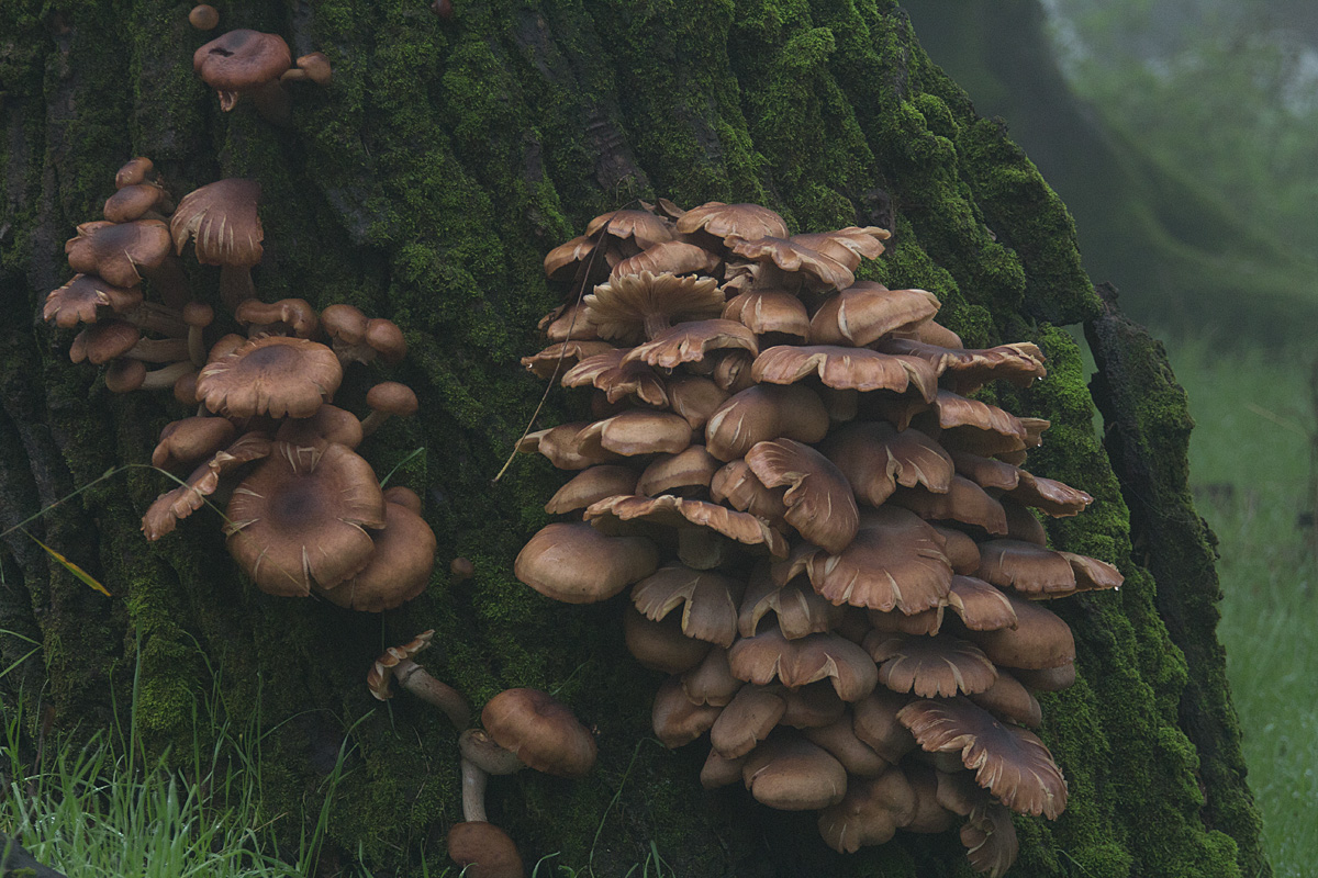 Christmas fungi