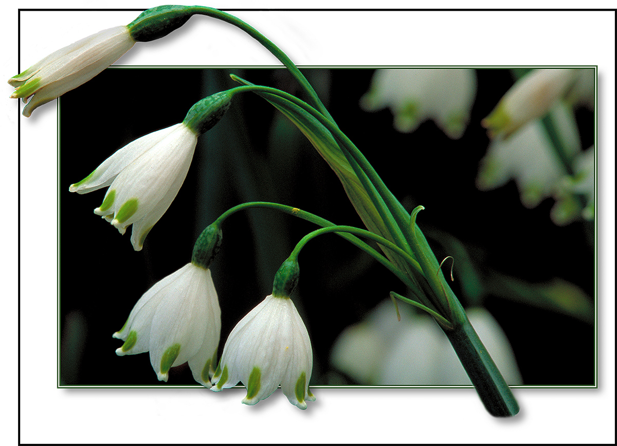 Snow Drops