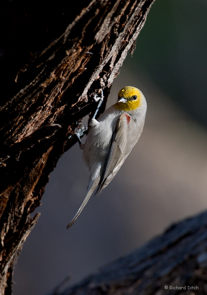 verdin