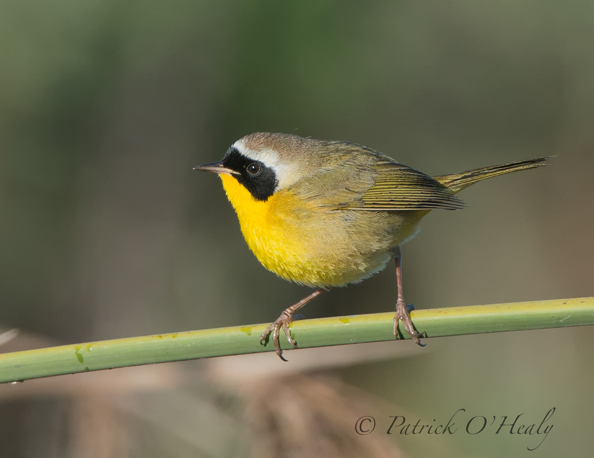 Common Yellowthroat