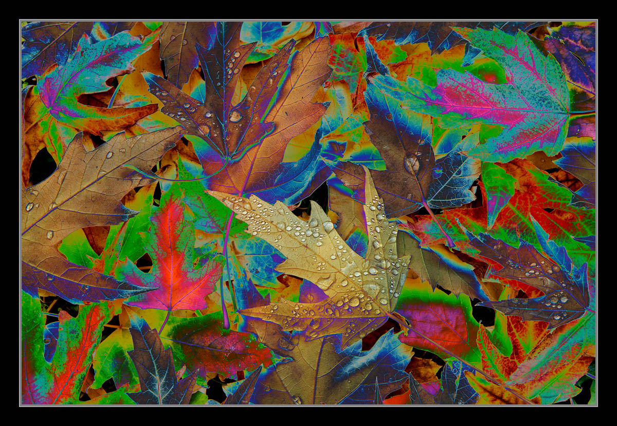Acid Rain