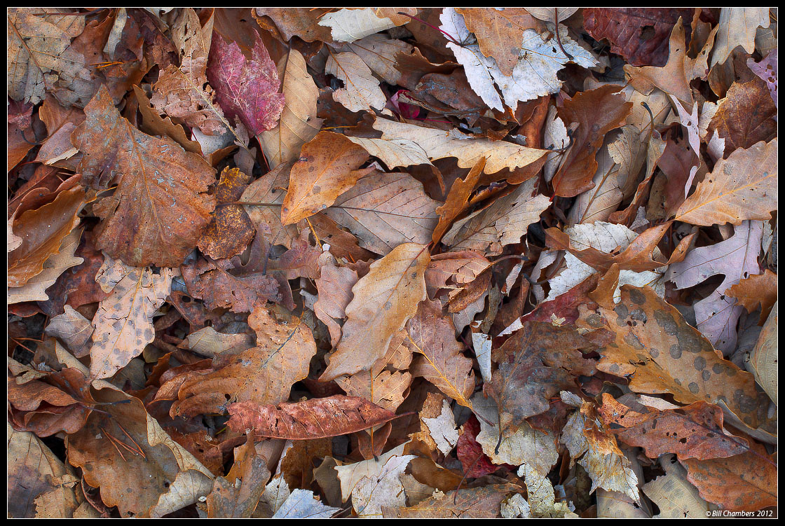 Leafscape 