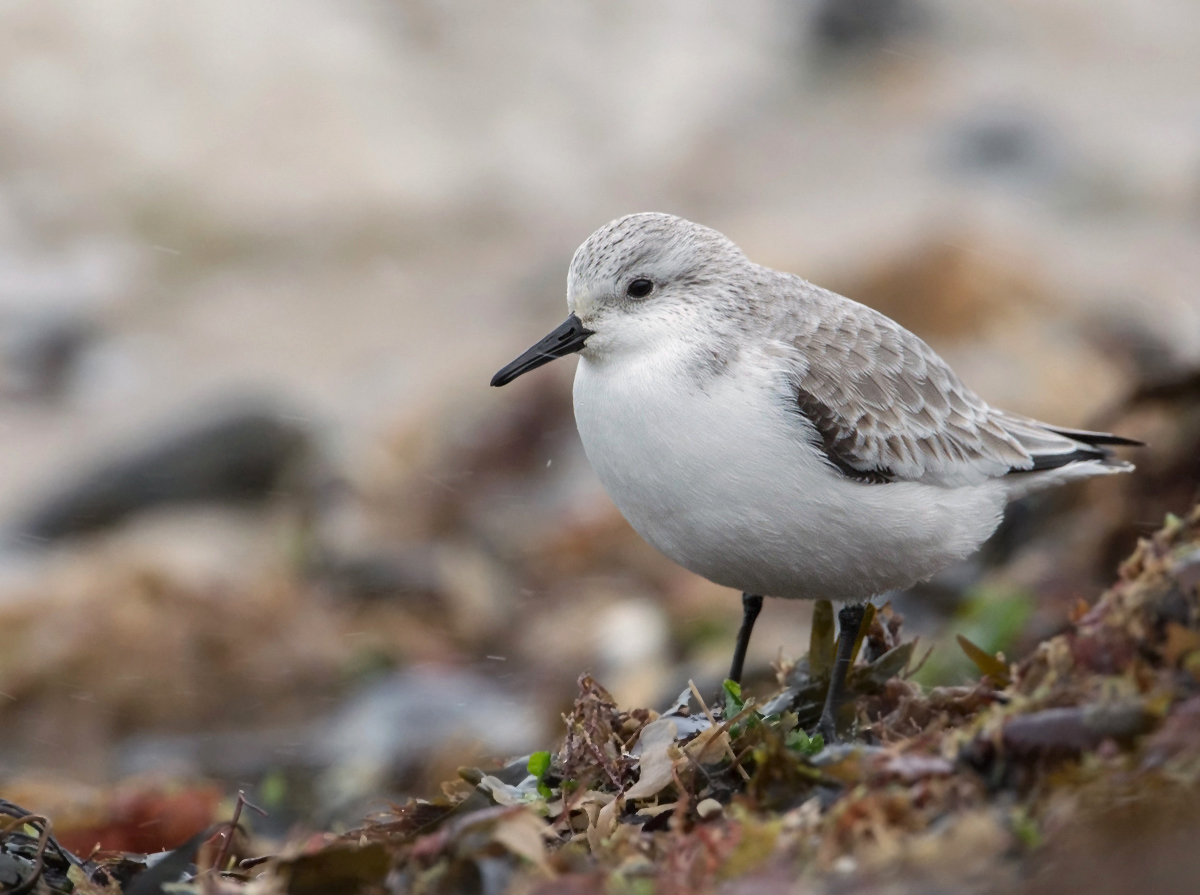 Sanderling