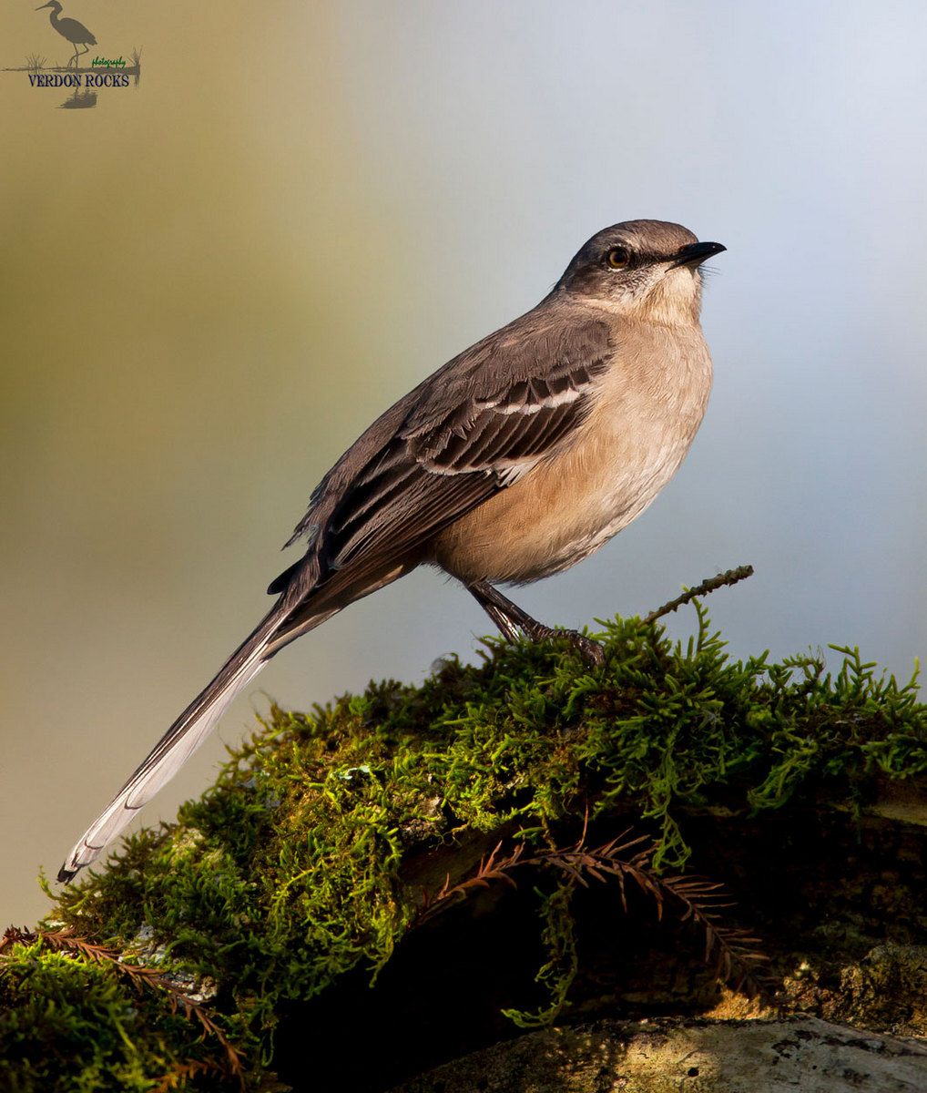 Northern Mockingbird 