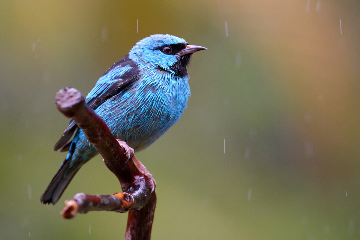 Dacnis cayana, male